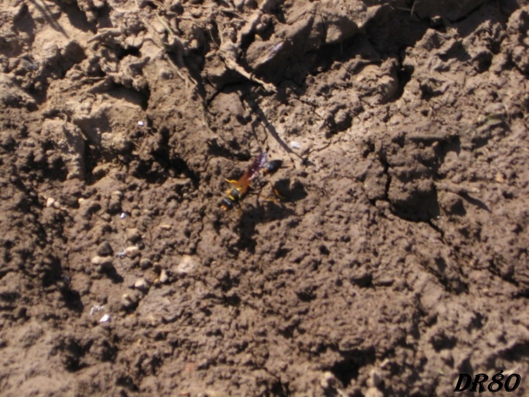 Sceliphron caementarium (Sphecidae)